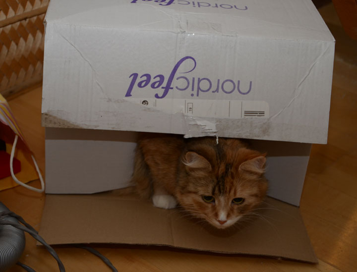sibirisk katt Dani