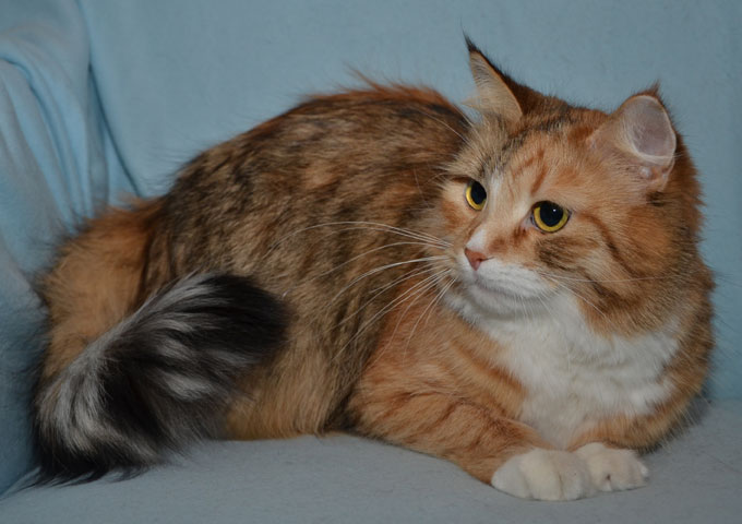 Sibirisk katt Dani