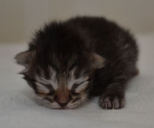 sibirisk kattunge Merlin