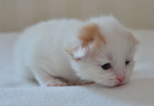 sibirisk kattunge Mozart