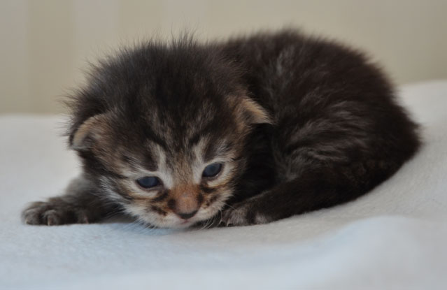 sibirisk kattunge Merlin