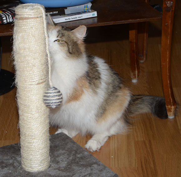 sibirisk katt Colbie
