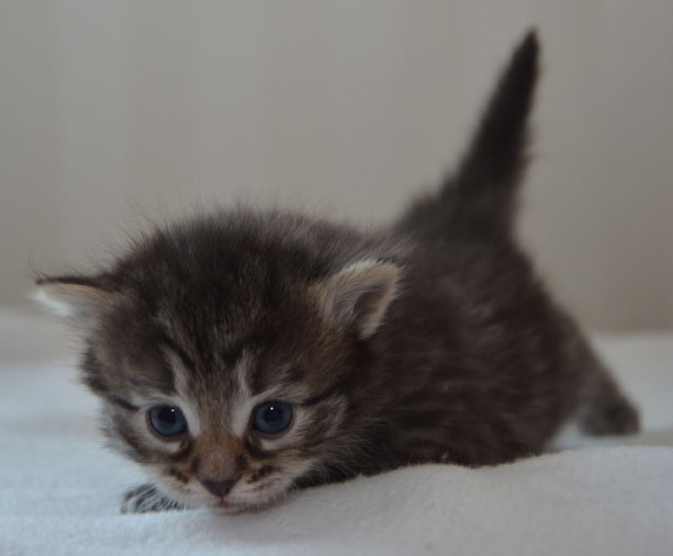 sibirisk kattunge