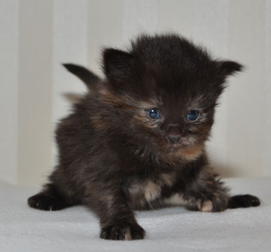 sibirisk kattunge Nonie