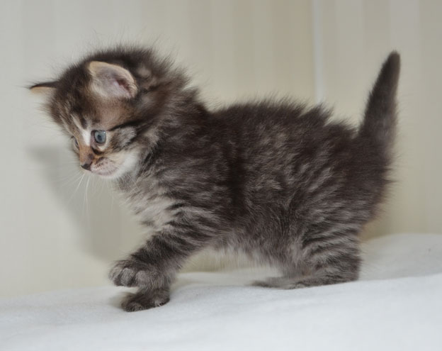 sibirisk kattunge Merlin