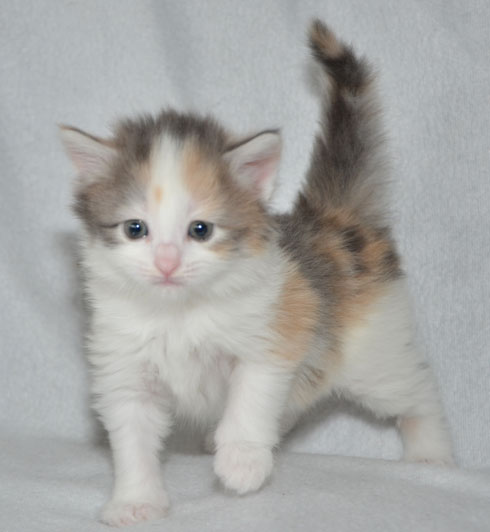 sibirisk kattunge Ninzi