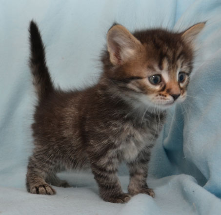 sibirisk kattunge
