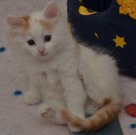 sibirisk kattunge Mozart