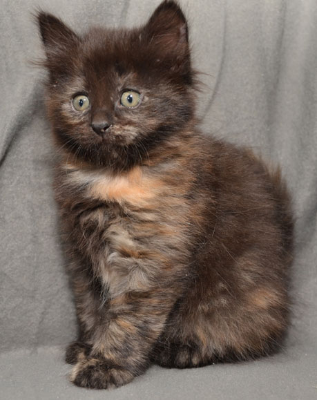 sibirisk kattunge Nonie