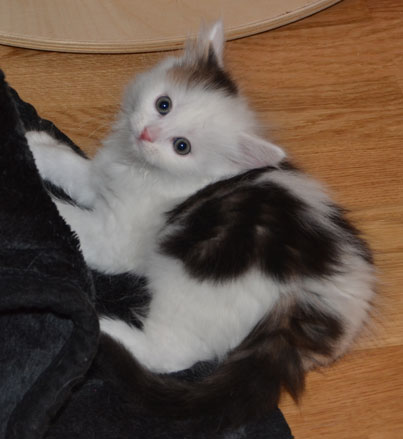 sibirisk kattunge Olivier