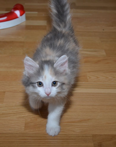 sibirisk kattunge