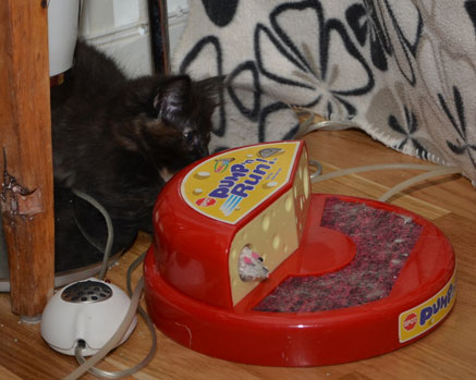 sibirisk kattunge Nonie