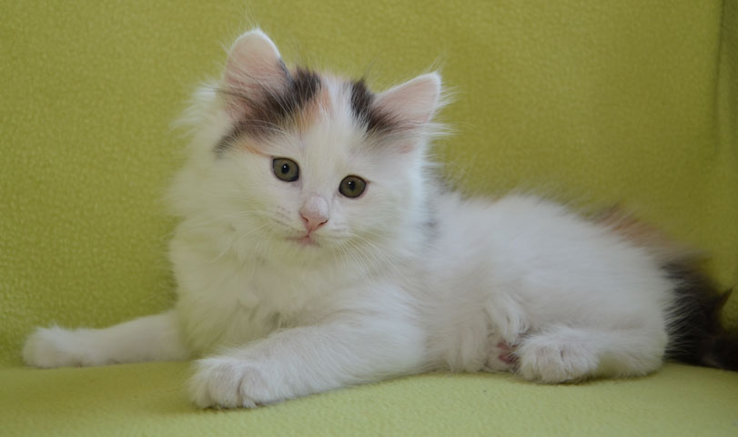 sibirisk kattunge Nova
