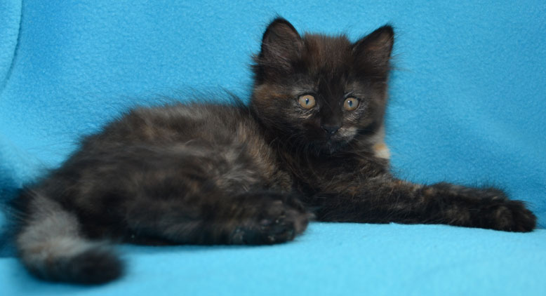 sibirisk kattunge Nonie