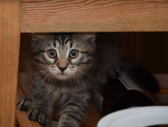 sibirisk kattunge Merlin