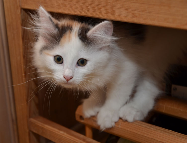 sibirisk kattunge Nova