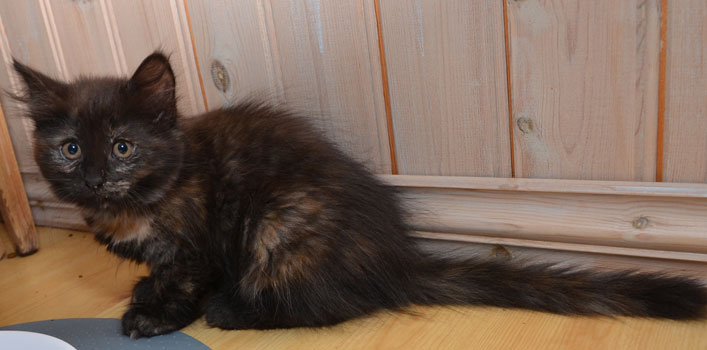 sibirisk kattunge Nonie