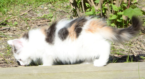 sibirisk kattunge Nova
