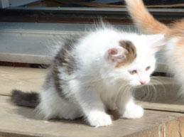 sibirisk kattunge Olivier
