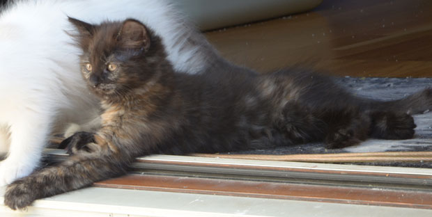 sibirisk kattunge Nonie