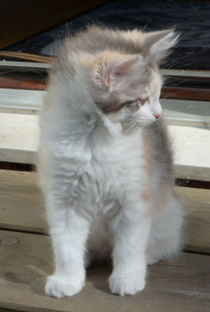 sibirisk kattunge Ninzi