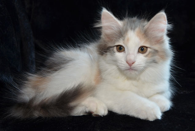 sibirisk kattunge Ninzi