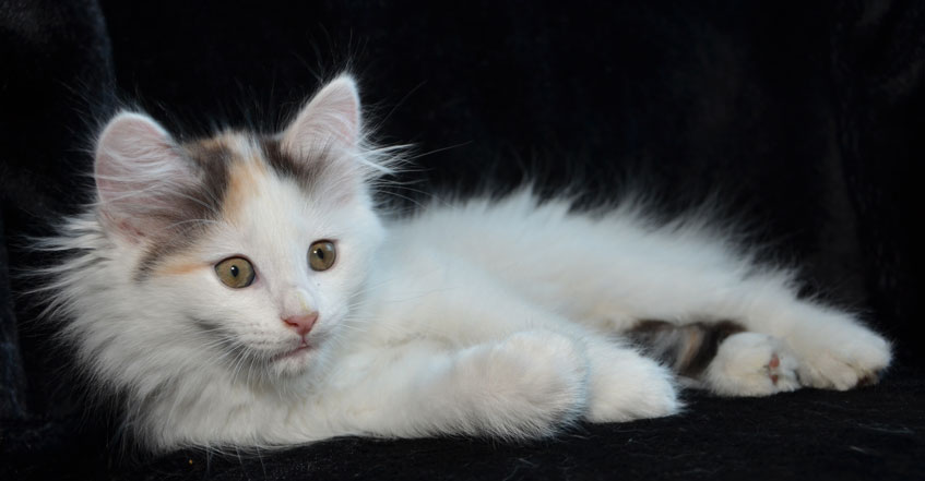 sibirisk kattunge Nova