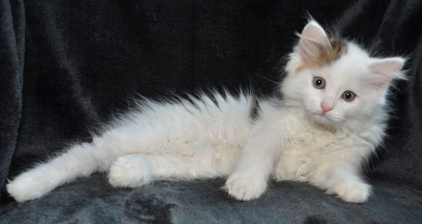 sibirisk kattunge Olivier