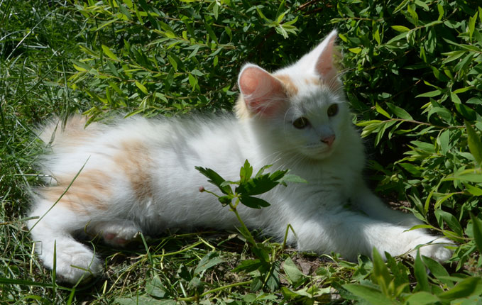 sibirisk kattunfe Mozart