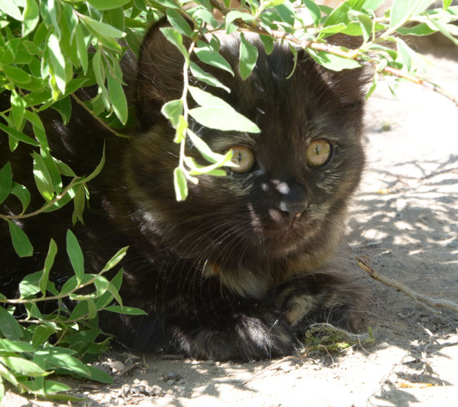 sibirisk kattunge