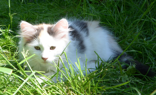 sibirisk kattunge Nova