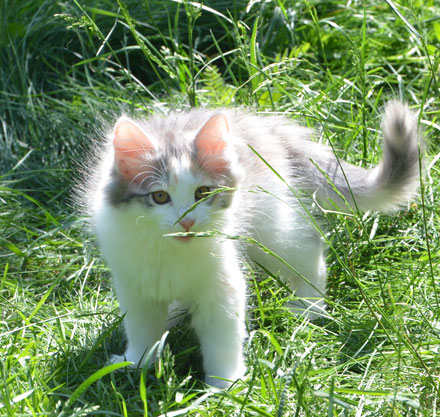sibirisk kattunge