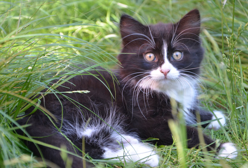 sibirisk kattunge Olea