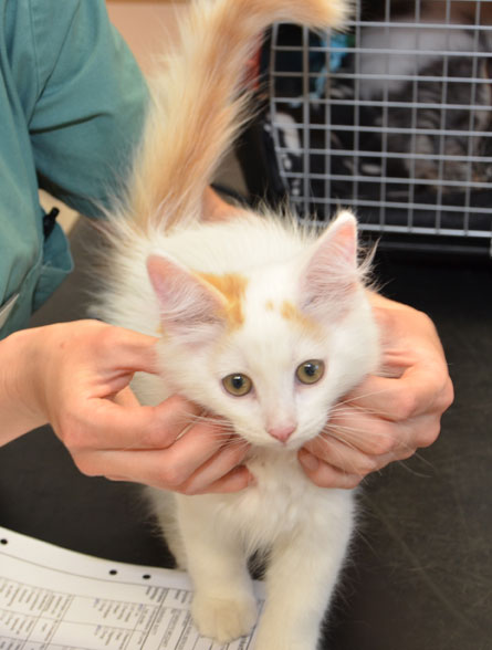 sibirisk katt Mozart