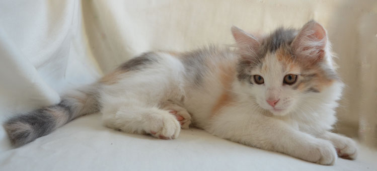 sibirisk kattunge Ninzi