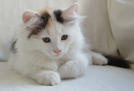 sibirisk kattunge Nova
