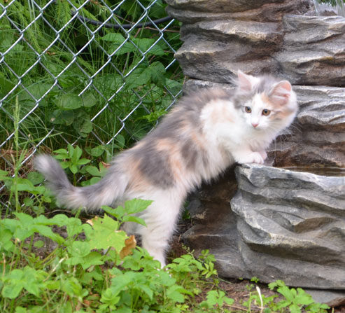 sibirisk kattunge