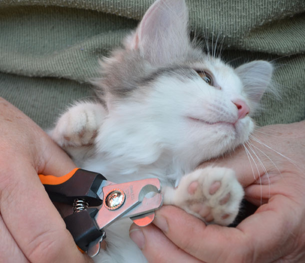 sibirisk kattunge Ninzi