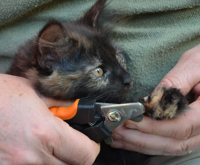 sibirisk kattunge Nonie
