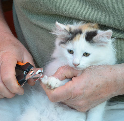 sibirisk kattunge Nova