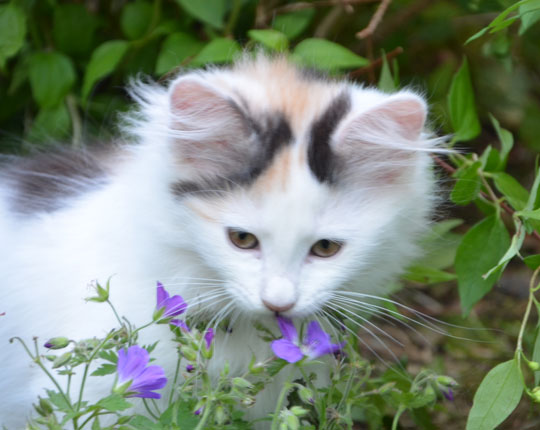 sibirisk kattunge Nova