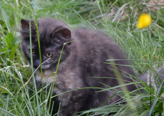 sibirisk kattunge Nonie