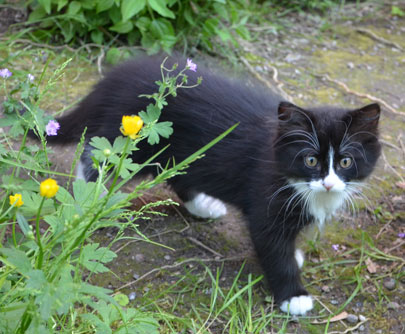 sibirisk kattunge Olea