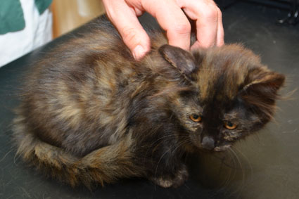 sibirisk kattunge Nonie