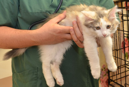 sibirisk kattunge Ninzi