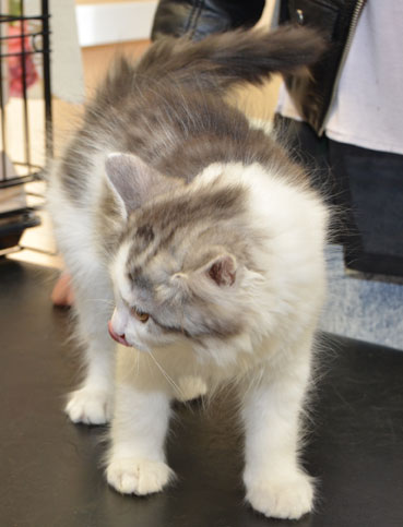 Sibirisk kattunge Oskar