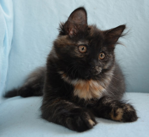 sibirisk kattunge Nonie