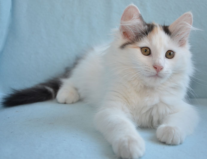 sibirisk kattunge Nova