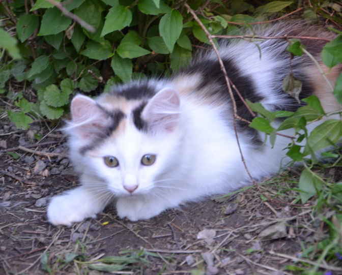 sibirisk kattunge Nova