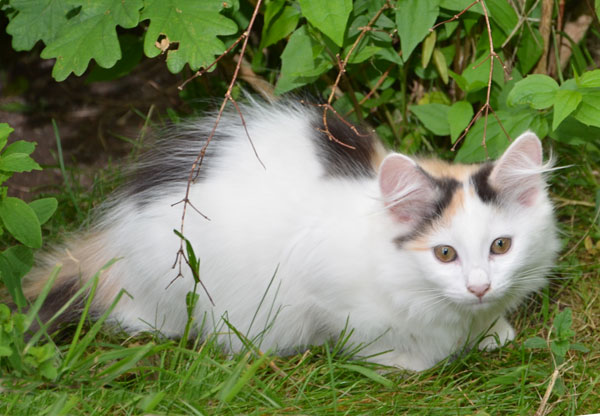 sibirisk kattunge
